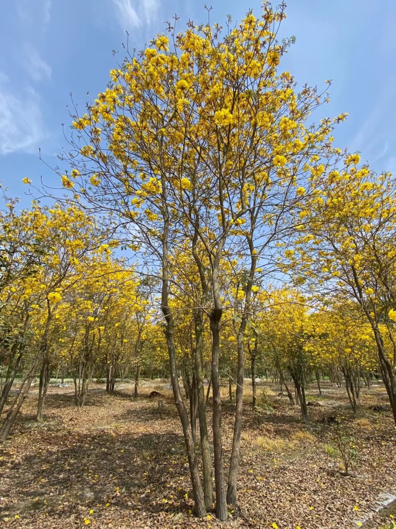 重庆黄花风铃木批发重庆苗木基地供应各类规格黄花风铃木