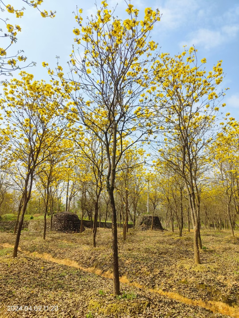 重庆黄花风铃木批发重庆苗木基地供应各类规格黄花风铃木