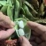 精品白玉豆量大从优质量保证对接全国欢迎咨询