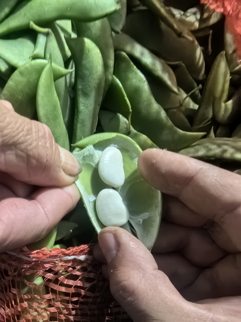 精品白玉豆量大从优质量保证对接全国欢迎咨询