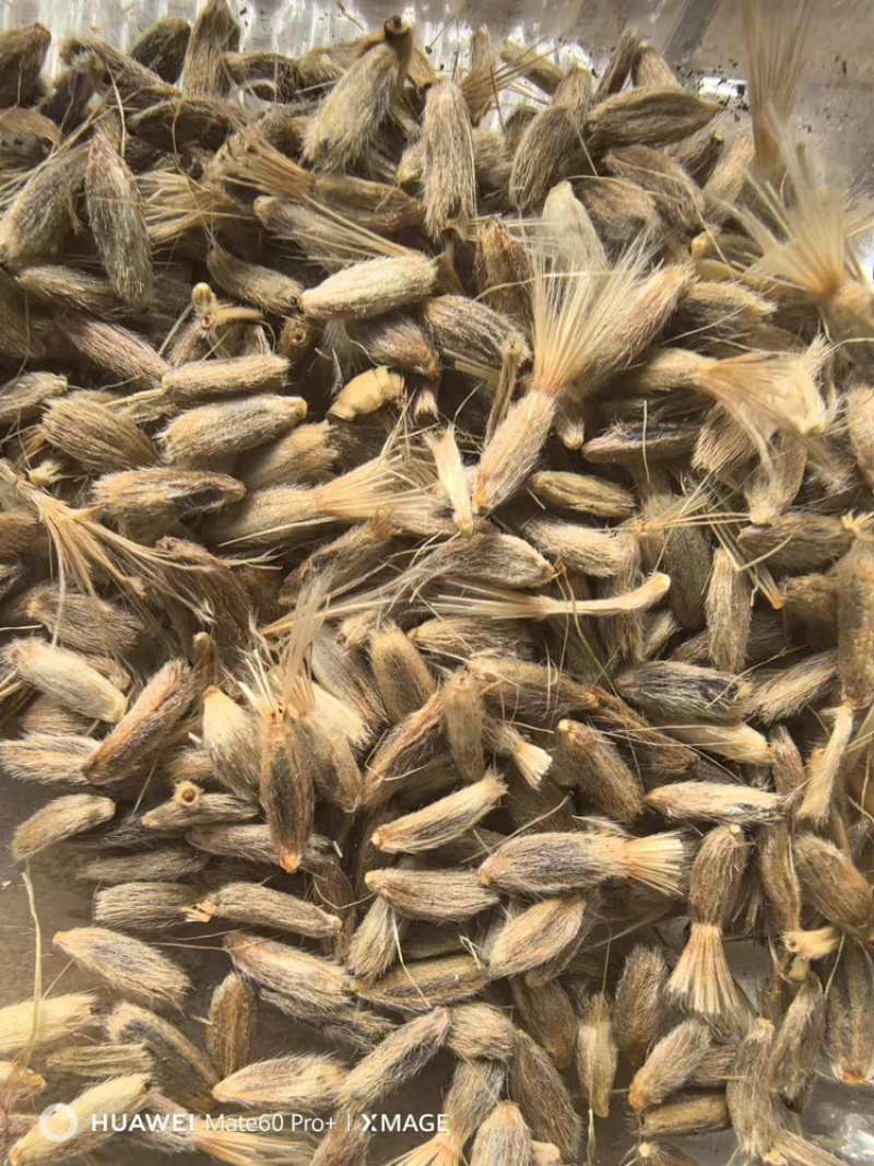白术种子
