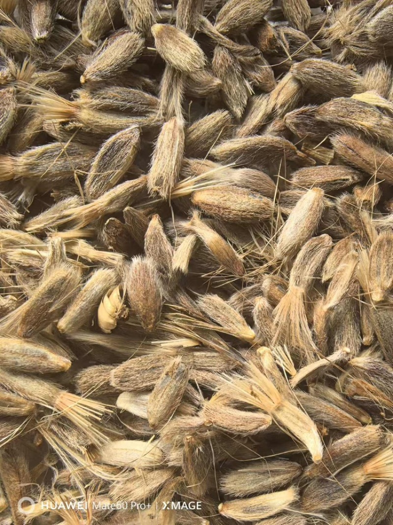 白术种子