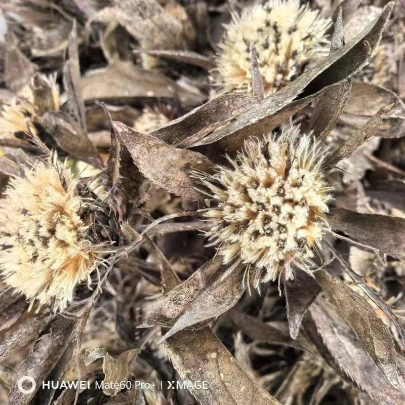白术种子