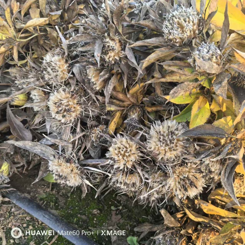 白术种子