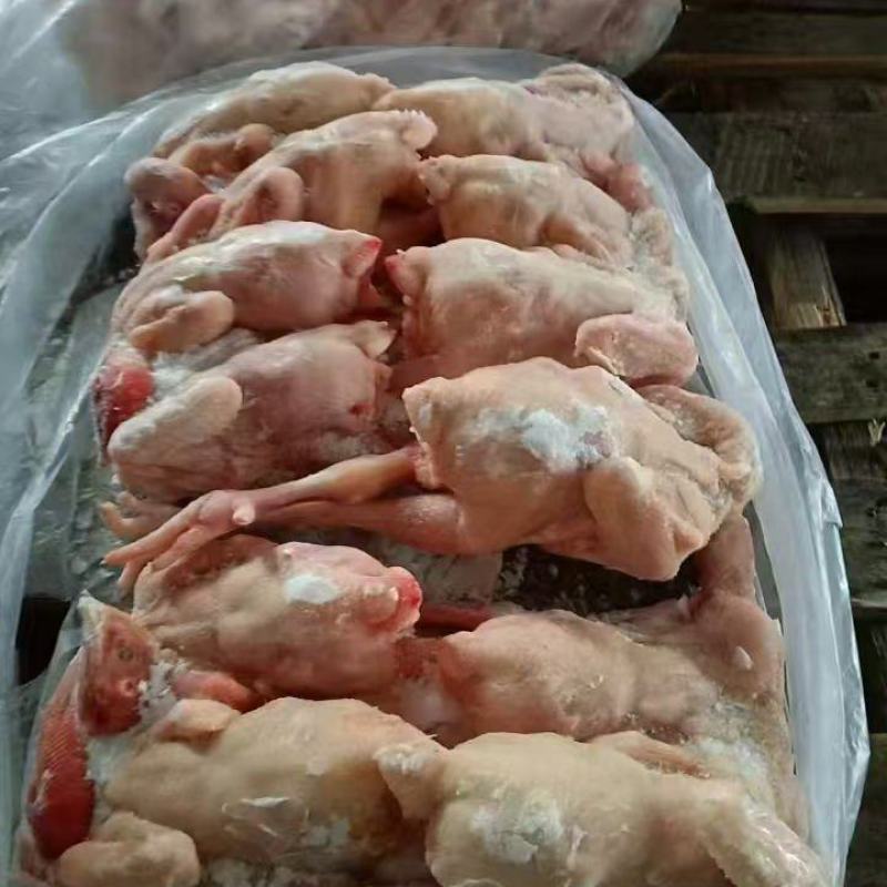 三黄鸡规格齐全，全国发货质优价廉欢迎询价