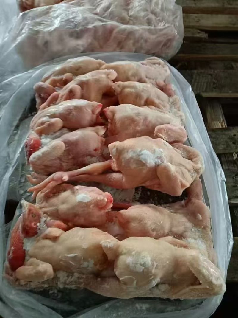 三黄鸡规格齐全，全国发货质优价廉欢迎询价