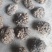 猴脑菌精品核桃菌自产自销基地一手货源批发零售