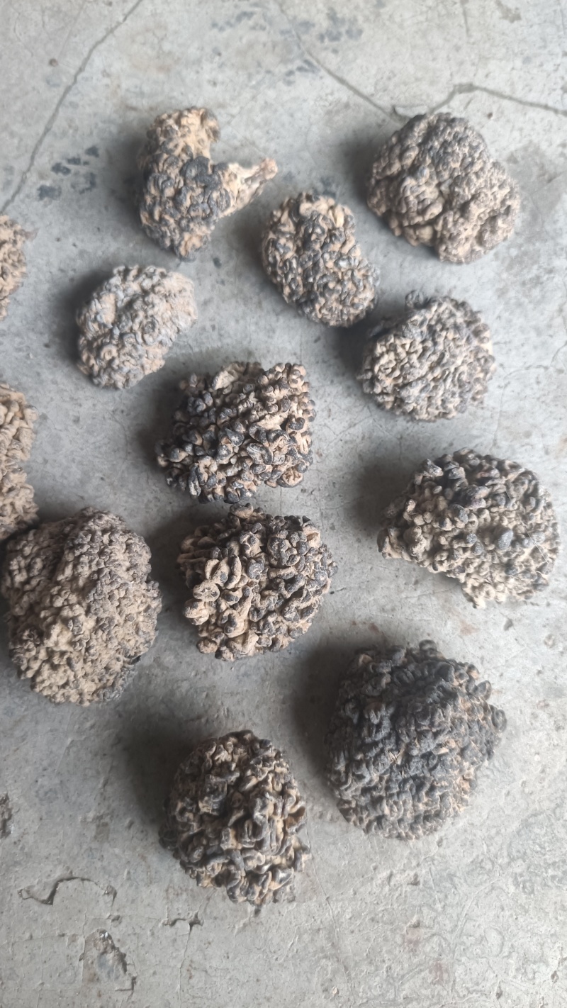 猴脑菌精品核桃菌自产自销基地一手货源批发零售