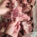 国产多肉猪龙骨块