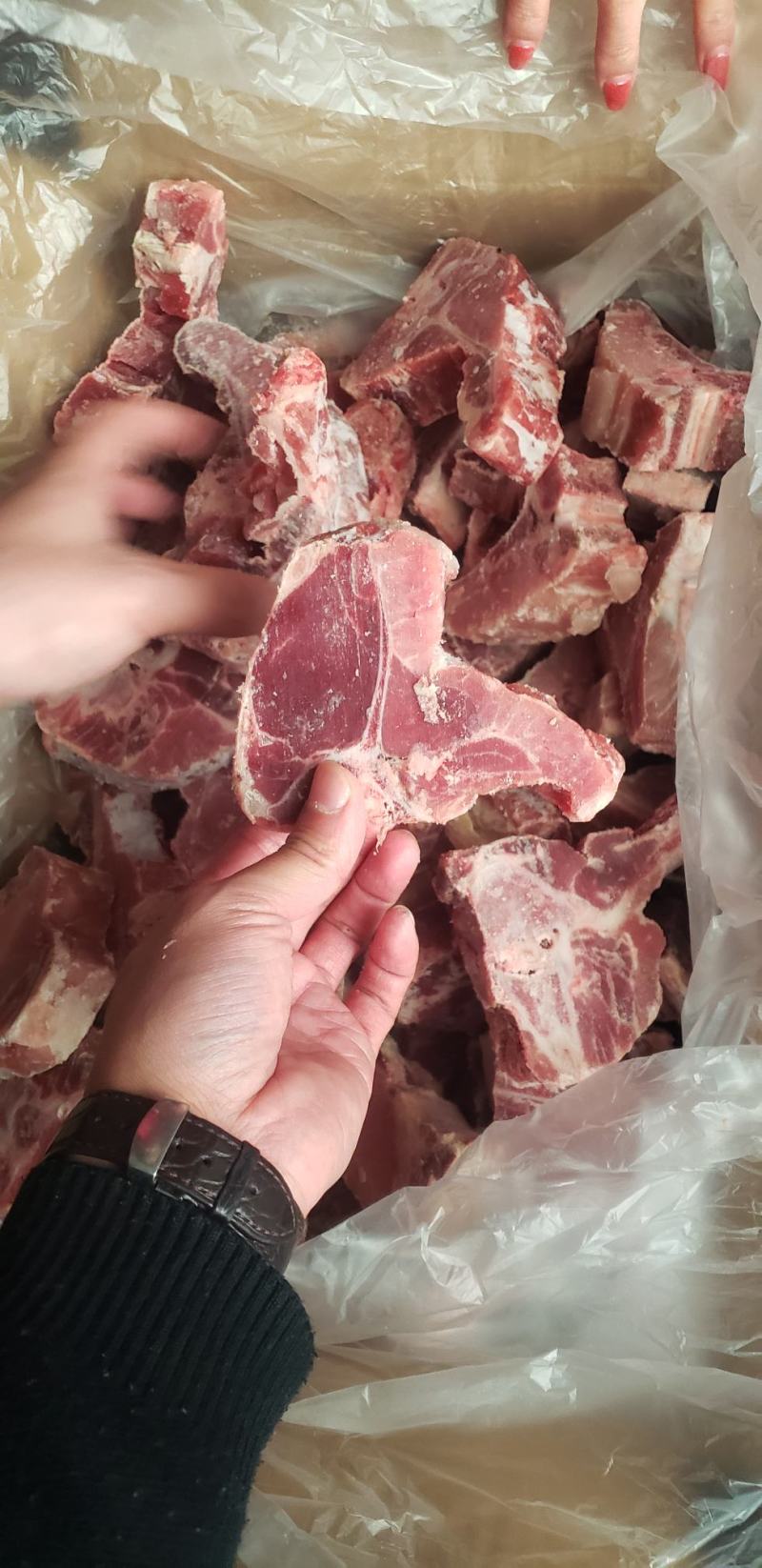 国产多肉猪龙骨块
