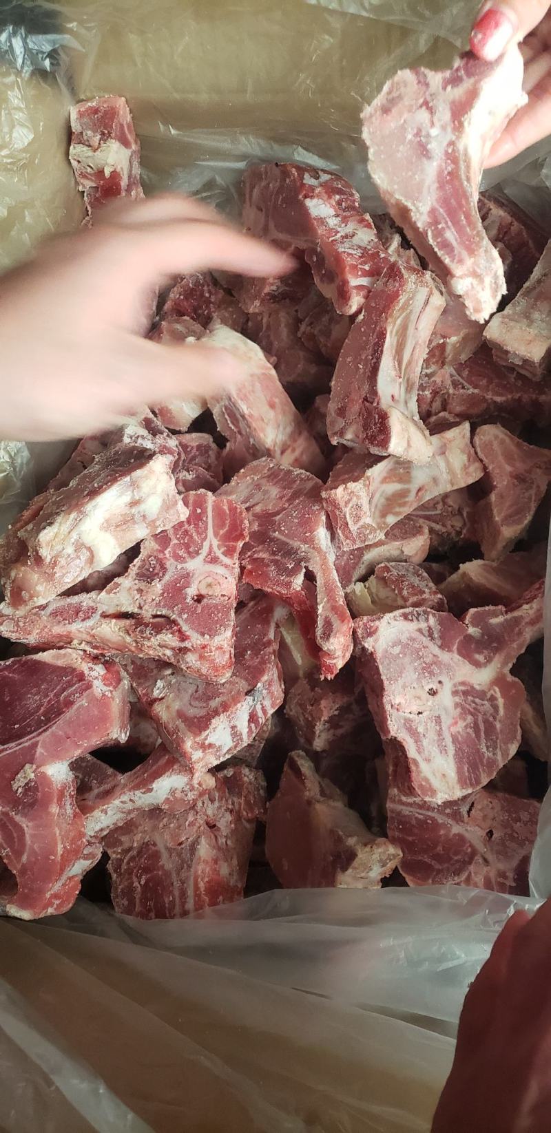 国产多肉猪龙骨块