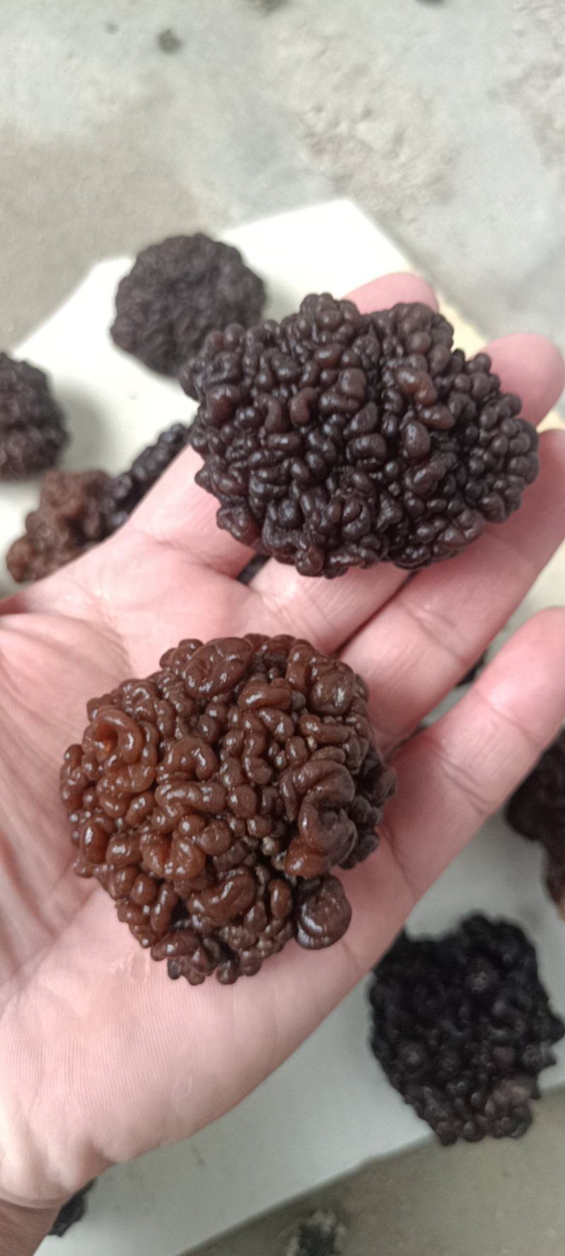猴脑菌精品核桃菌自产自销基地一手货源批发零售
