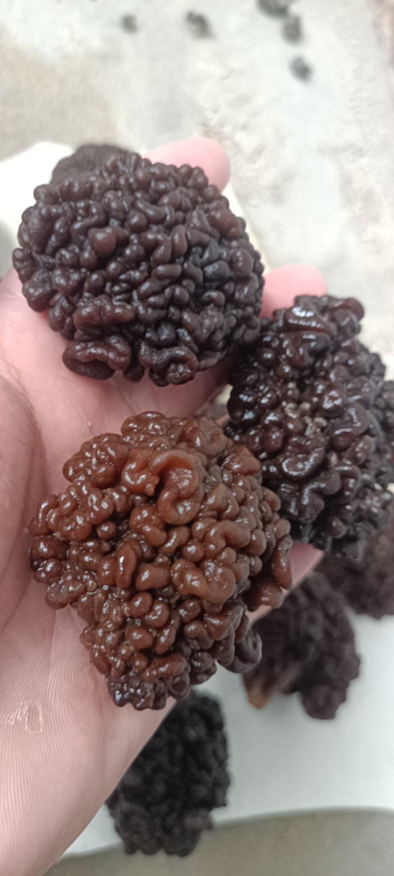 猴脑菌精品核桃菌自产自销基地一手货源批发零售