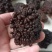 猴脑菌精品核桃菌自产自销基地一手货源批发零售