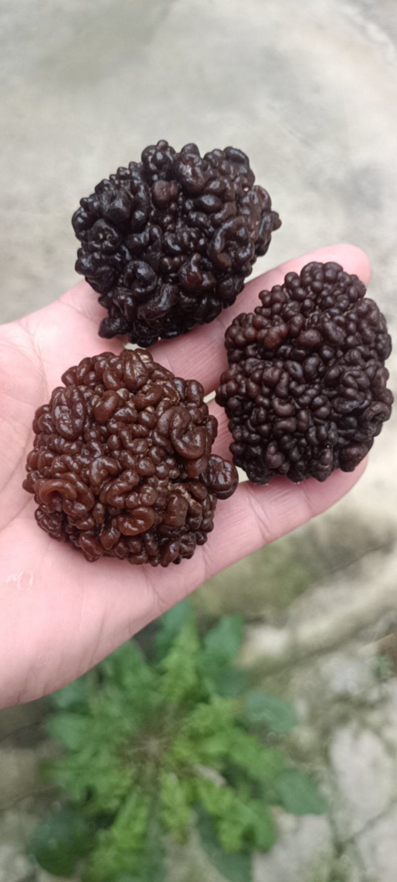 猴脑菌精品核桃菌自产自销基地一手货源批发零售