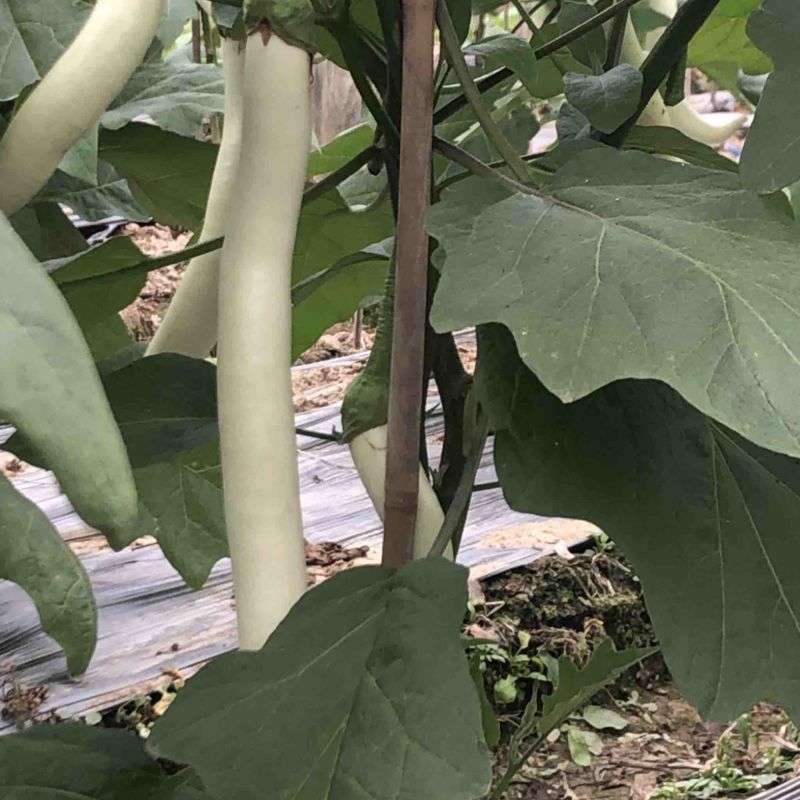 白长茄子