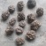 猴脑菌精品核桃菌自产自销基地一手货源批发零售