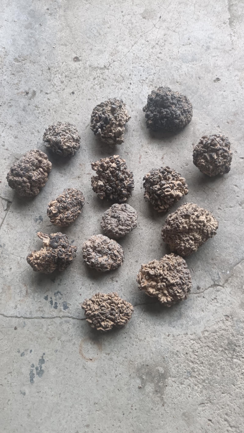 猴脑菌精品核桃菌自产自销基地一手货源批发零售