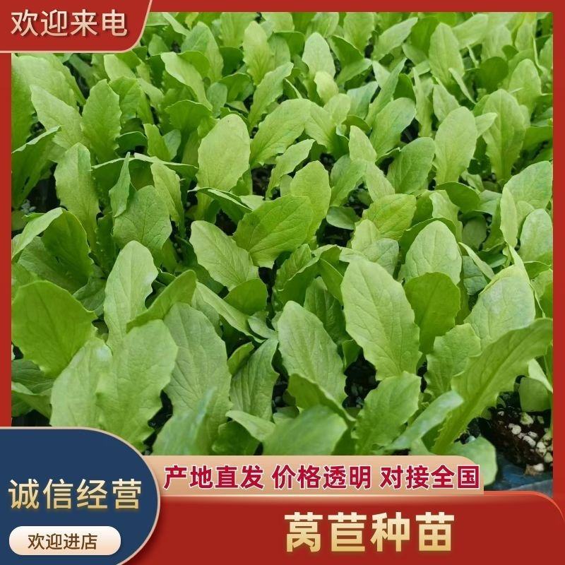 莴苣种苗莴笋苗绿杆绿叶抗病高产苗场直供量大优惠