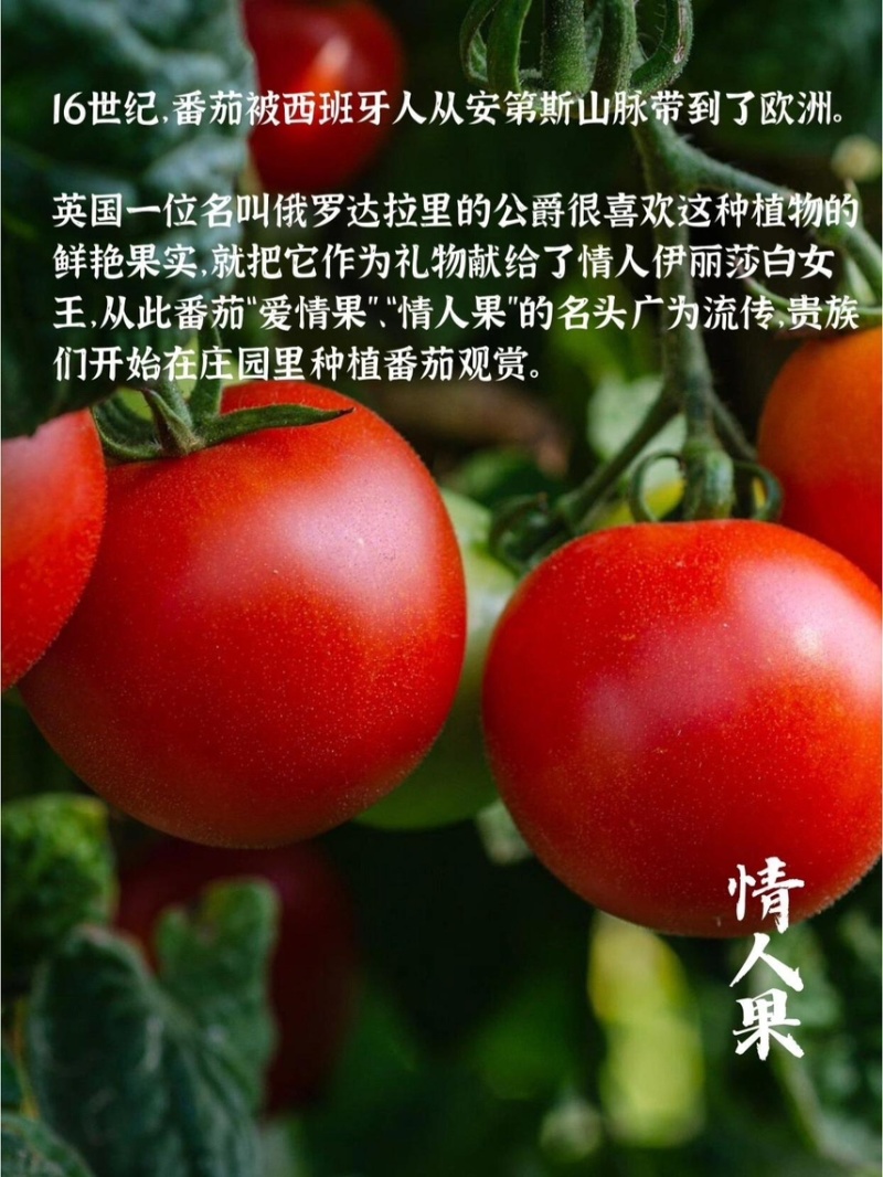番茄攀枝花草莓心沙瓤番茄狼桃果