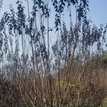 重庆红叶李批发重庆苗木基地供应各类规格红叶李