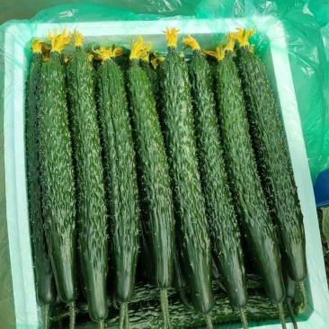 密刺黄瓜云南新鲜黄瓜顶花带刺电商市场商超