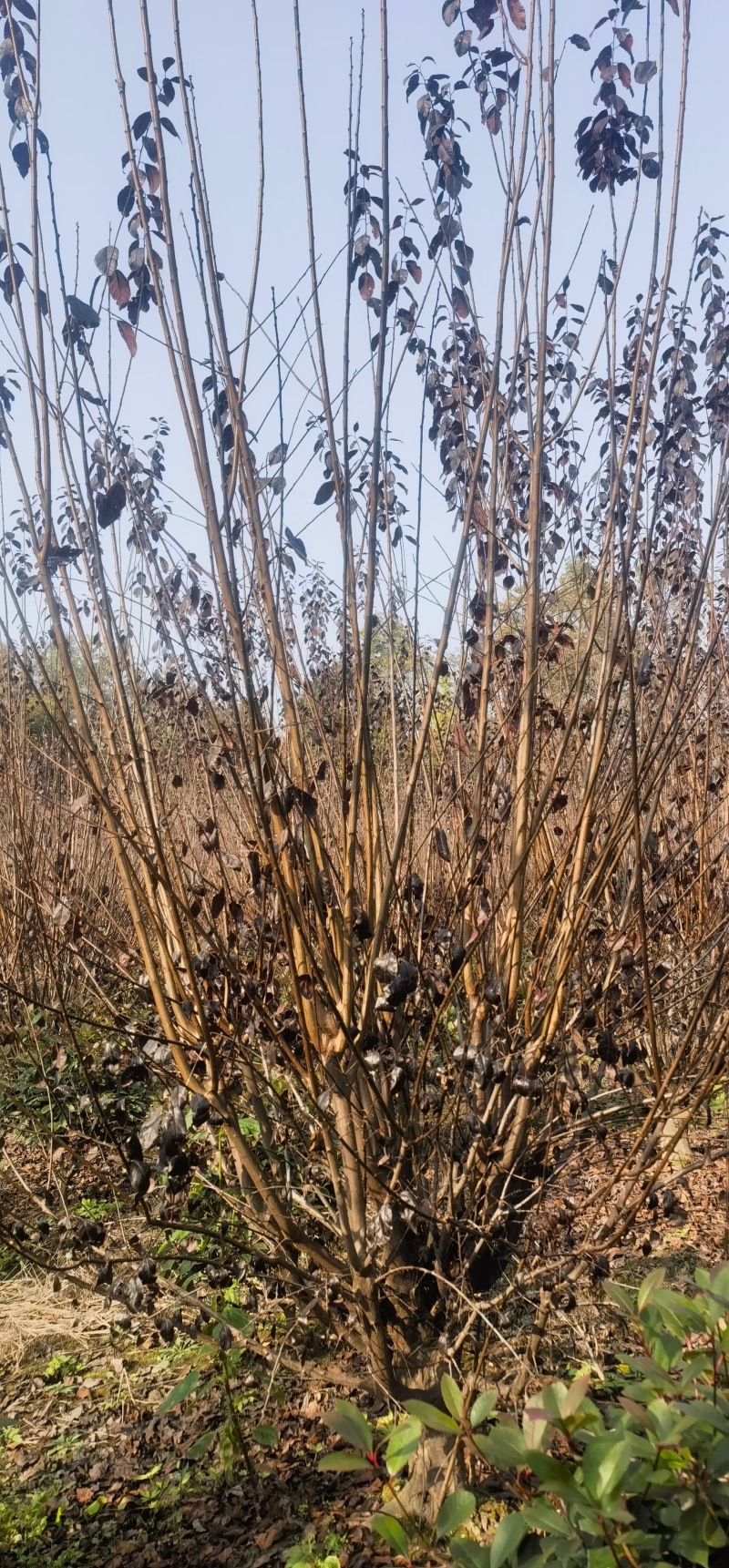 重庆红叶李批发重庆苗木基地供应各类规格红叶李