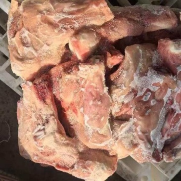 带腱前腿骨