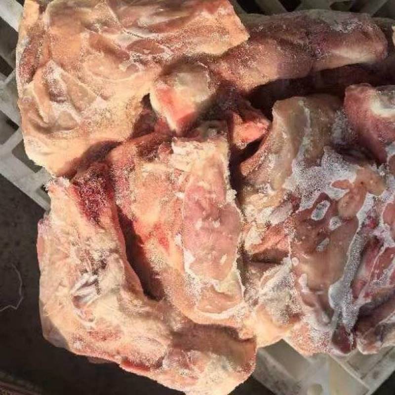 带腱前腿骨