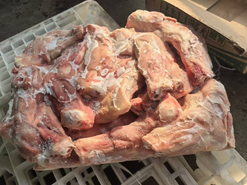 带腱前腿骨