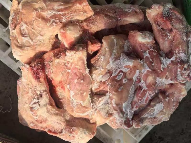 带腱前腿骨