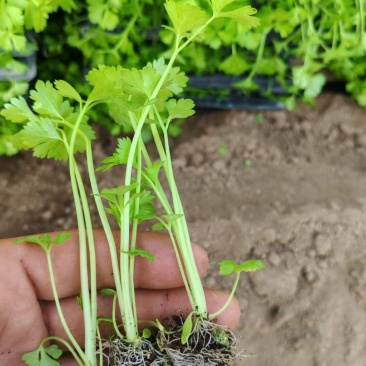 穴盘芹菜苗成活率高品质保证欢迎来电咨询洽谈