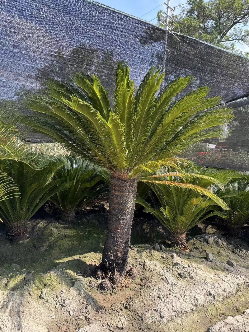 贵州铁树批发贵州苗木基地供应各类规格铁树