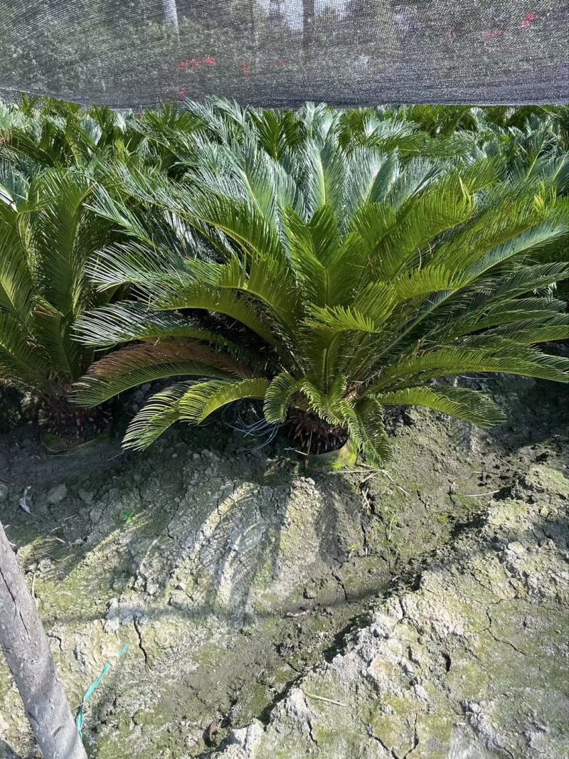 贵州铁树批发贵州苗木基地供应各类规格铁树