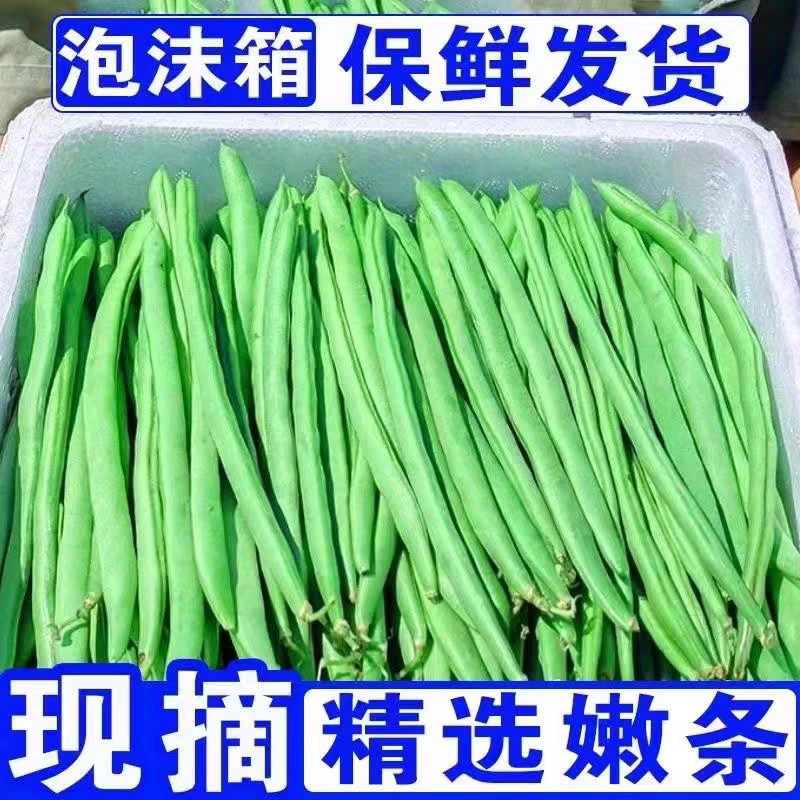 【精品四季豆】广东无筋豆/条形优美/产地货源/全国代办