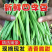【精品四季豆】广东无筋豆/条形优美/产地货源/全国代办