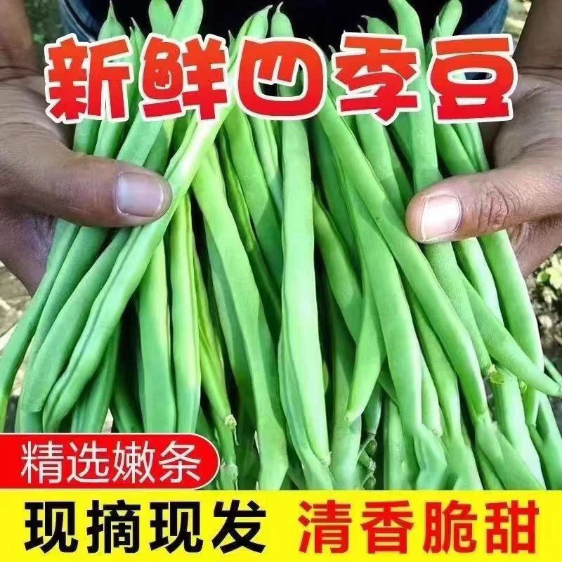 【精品四季豆】广东无筋豆/条形优美/产地货源/全国代办