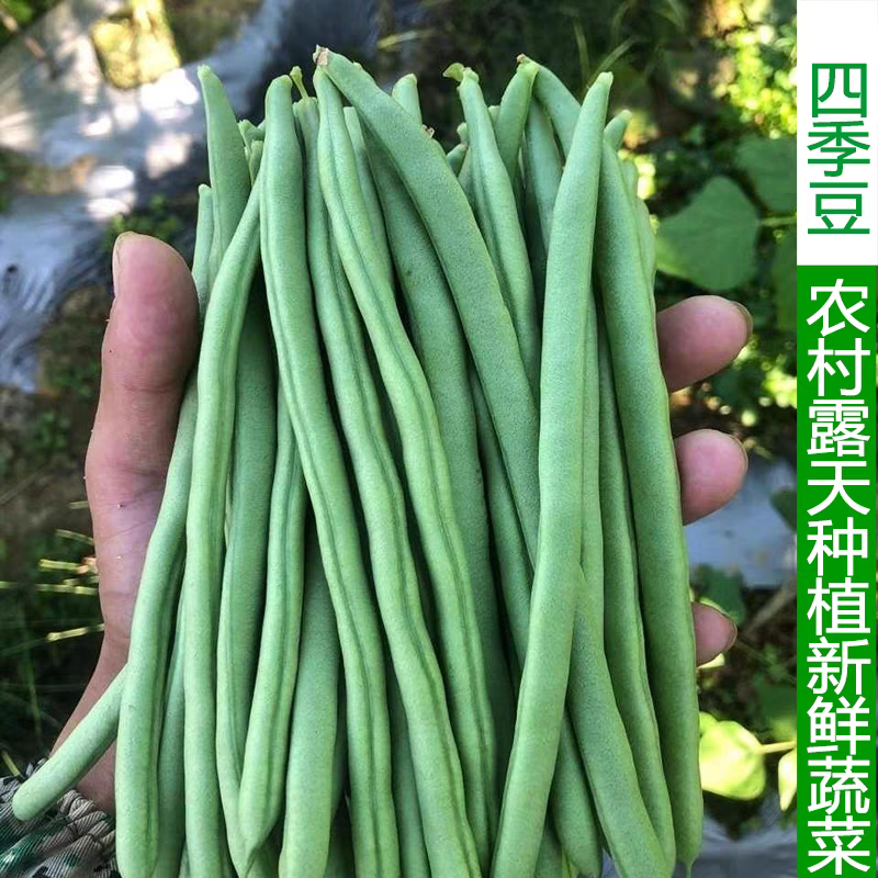 【精品四季豆】广东无筋豆/条形优美/产地货源/全国代办