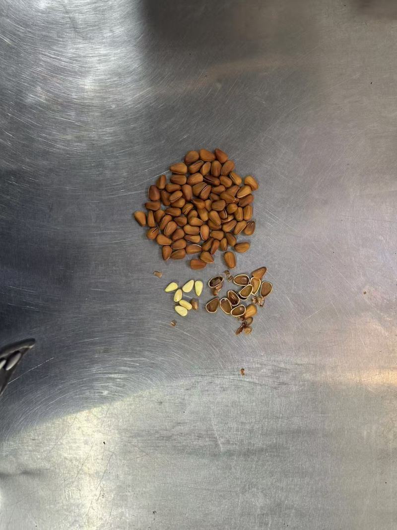 精品红松子厂家供应量大从优大颗粒红松开口松子欢迎咨询