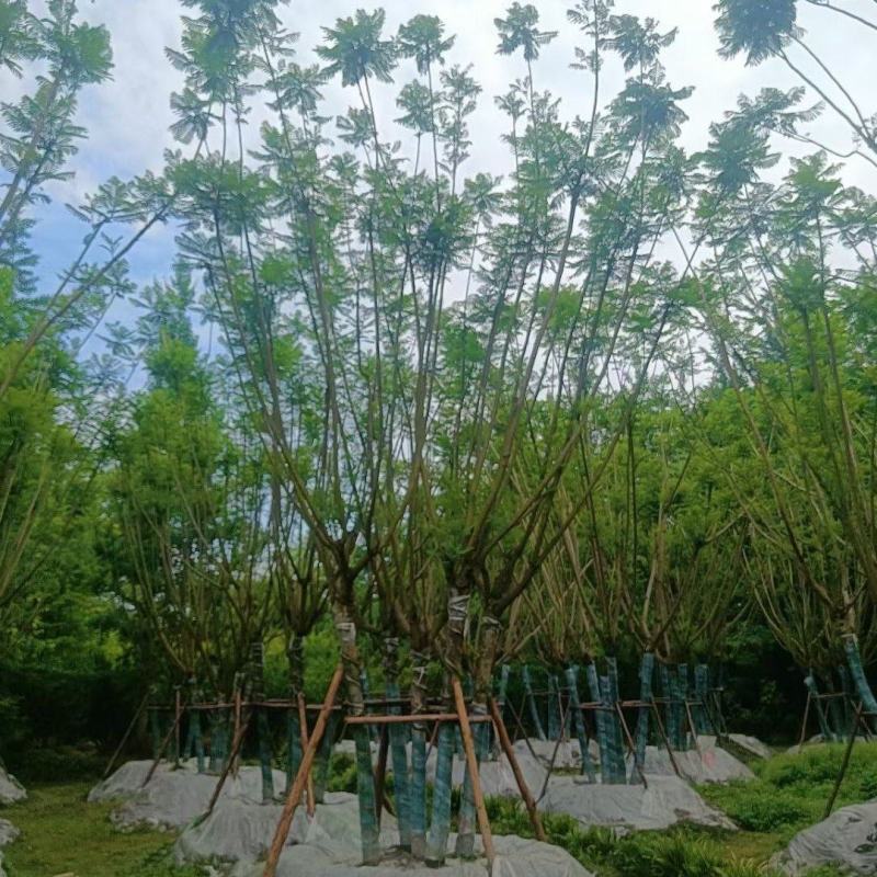 贵重丛生蓝花楹批发贵州苗木基地供应各类规格丛生蓝花楹