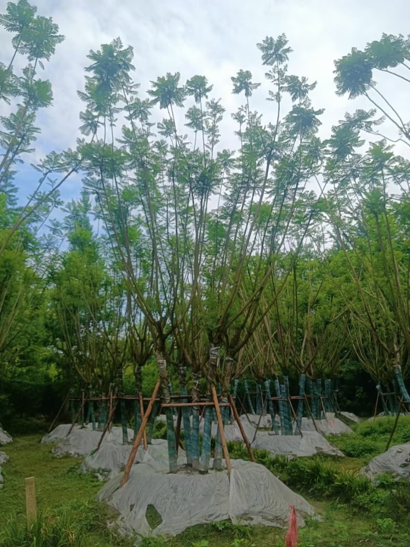 贵重丛生蓝花楹批发贵州苗木基地供应各类规格丛生蓝花楹