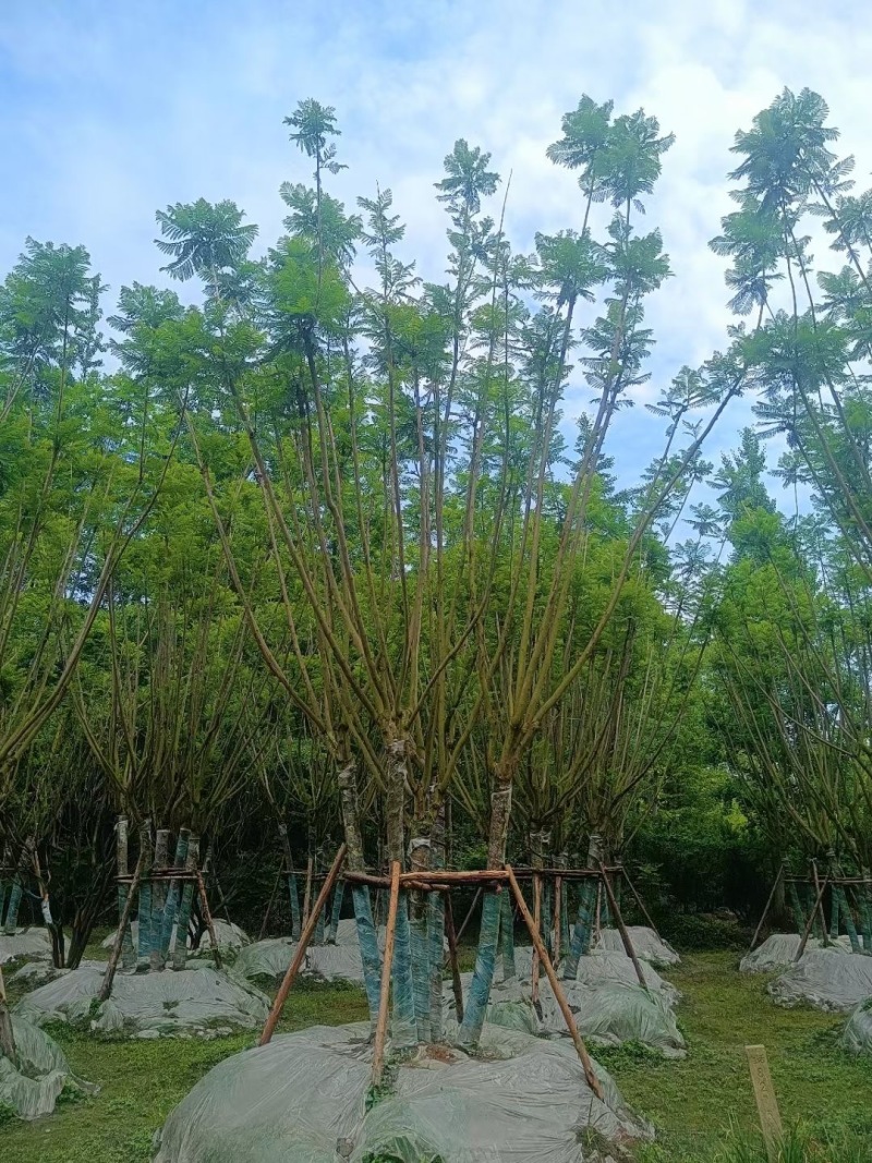 贵重丛生蓝花楹批发贵州苗木基地供应各类规格丛生蓝花楹