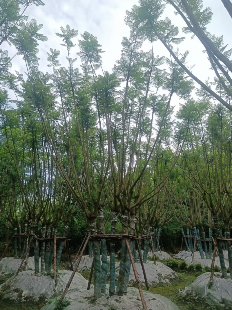 贵重丛生蓝花楹批发贵州苗木基地供应各类规格丛生蓝花楹