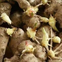 姜种精品大量上市货源充足保质保量场地直发欢迎电联