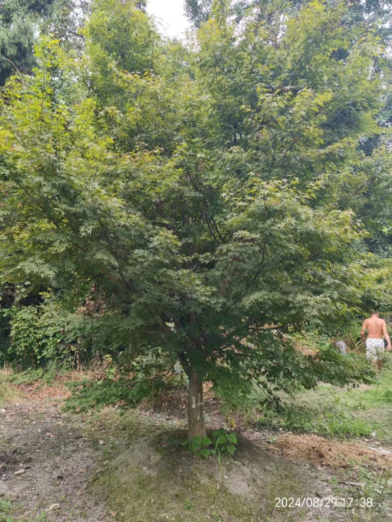 成都鸡爪械批发成都苗木基地供应各类规格鸡爪械
