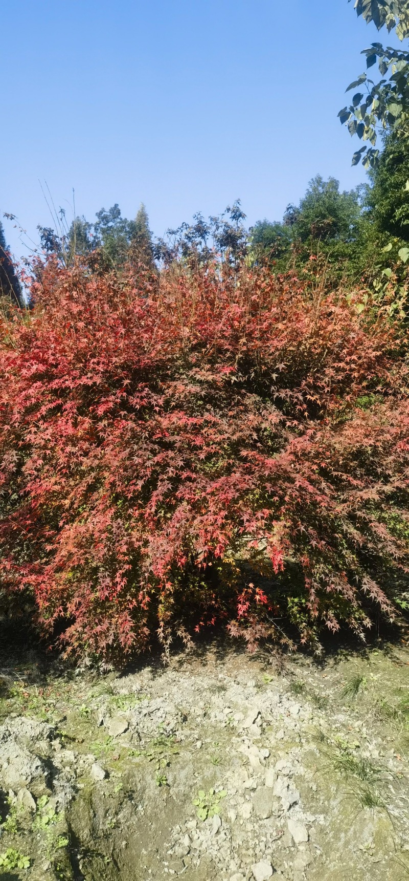 重庆鸡爪械重庆苗木基地供应各类规格鸡爪械直销