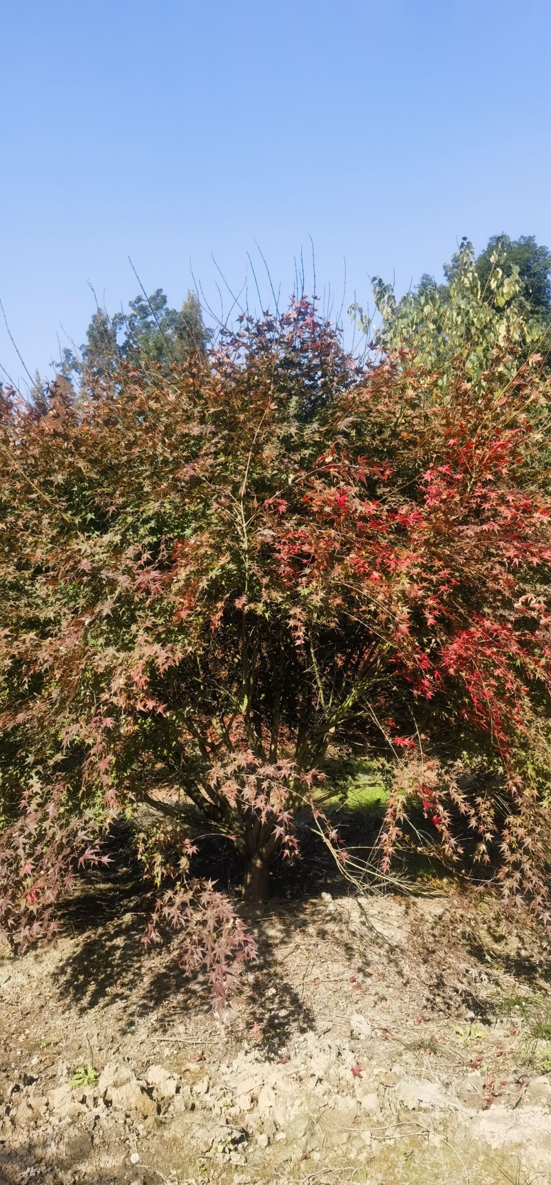 重庆鸡爪械重庆苗木基地供应各类规格鸡爪械直销