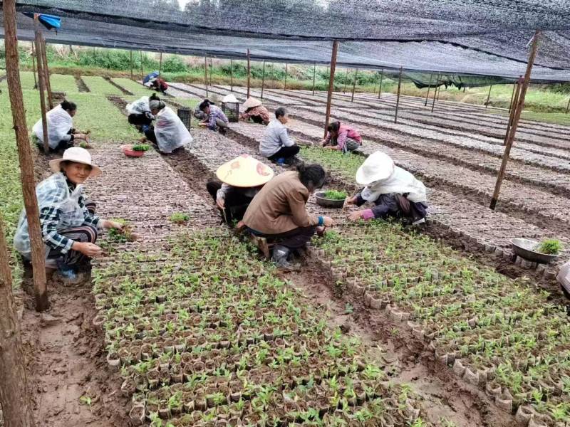 可降解无纺布育苗袋平口袋拆边袋厂家直销规格齐全可