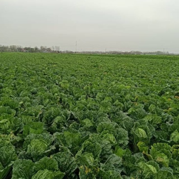 新鲜安徽大白菜，货真价实，种植基地直接发货