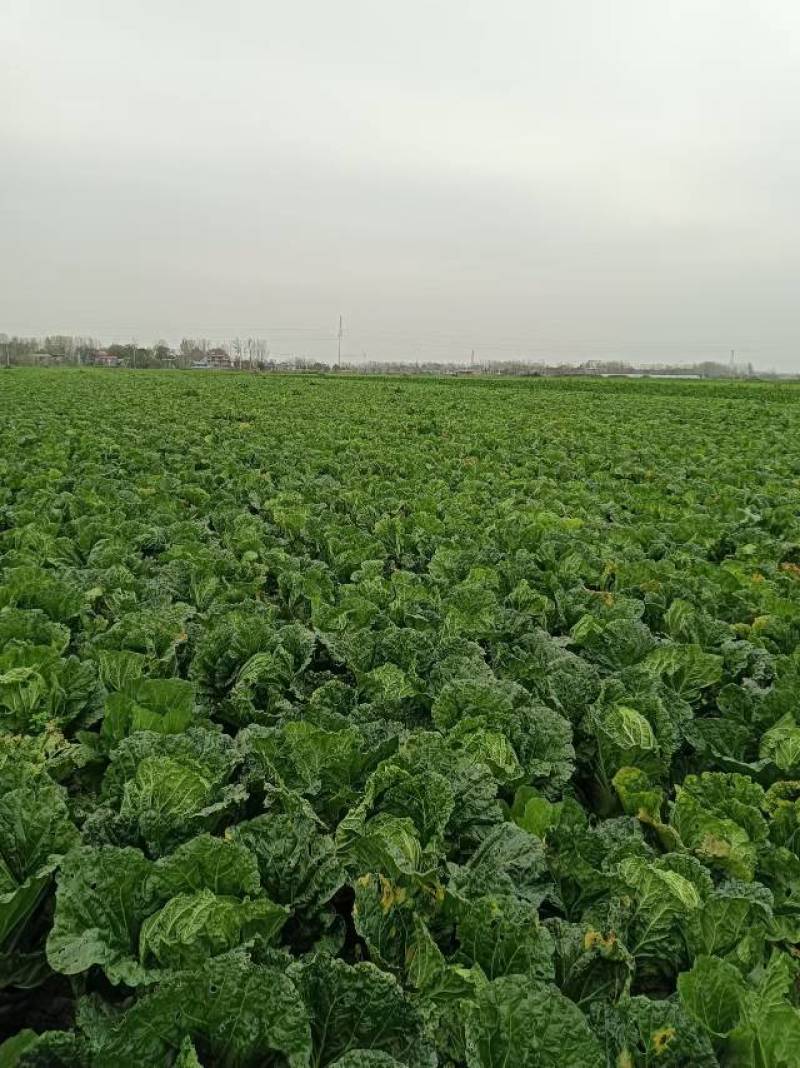 新鲜安徽大白菜，货真价实，种植基地直接发货